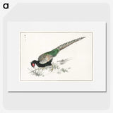 1-50_Pictorial-Monograph-of-Birds_picture
