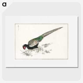 1-50_Pictorial-Monograph-of-Birds_picture