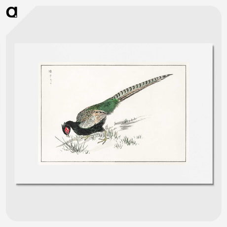 1-50_Pictorial-Monograph-of-Birds_picture