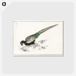 1-50_Pictorial-Monograph-of-Birds_postcard