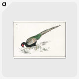 1-50_Pictorial-Monograph-of-Birds_postcard