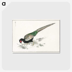 1-50_Pictorial-Monograph-of-Birds_postcard