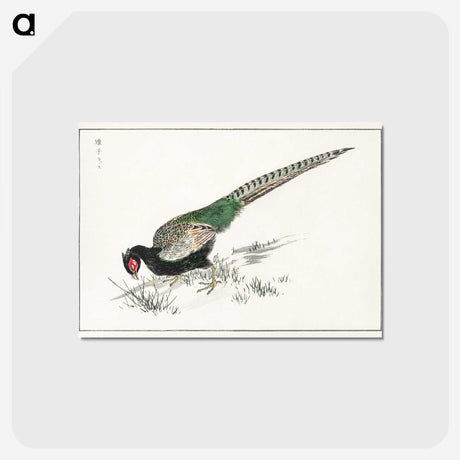 1-50_Pictorial-Monograph-of-Birds_postcard