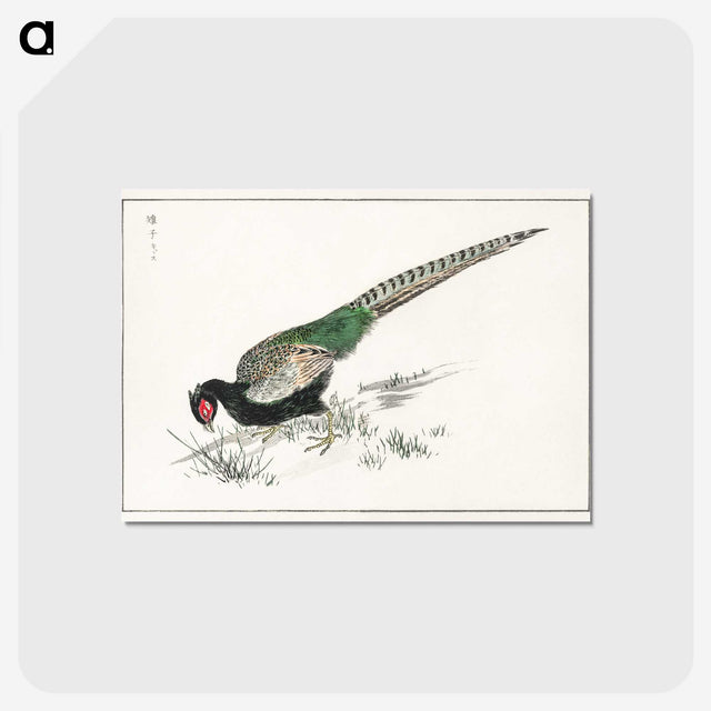 1-50_Pictorial-Monograph-of-Birds_postcard