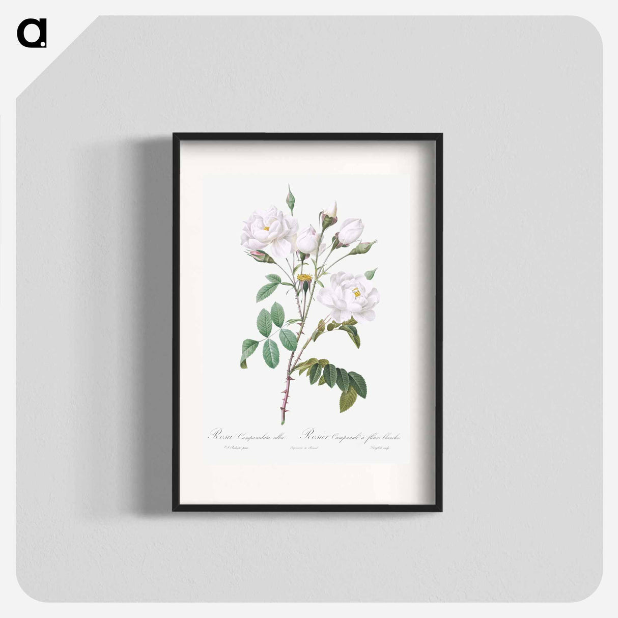 Rosa campanulata alba - Pierre Joseph Redouté Poster.