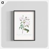Rosa campanulata alba - Pierre Joseph Redouté Poster.