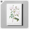 アートパネル-Rosa campanulata alba - ピエール ジョゼフ ルドゥーテ Canvas.