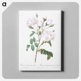 アートパネル-Rosa campanulata alba - ピエール ジョゼフ ルドゥーテ Canvas.
