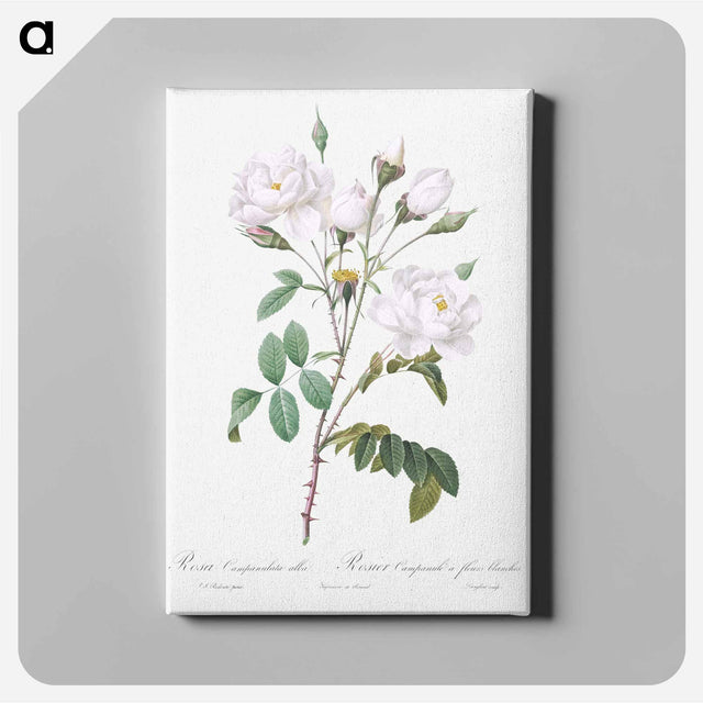 アートパネル-Rosa campanulata alba - ピエール ジョゼフ ルドゥーテ Canvas.