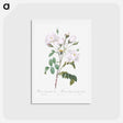 アートポストカード-Rosa campanulata alba - ピエール ジョゼフ ルドゥーテ Postcard.