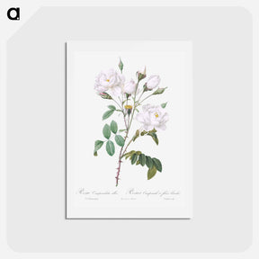 アートポストカード-Rosa campanulata alba - ピエール ジョゼフ ルドゥーテ Postcard.