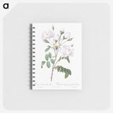 1-50_Pierre-Joseph-Redoute_memo