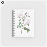 Rosa campanulata alba - ピエール ジョゼフ ルドゥーテ Memo.
