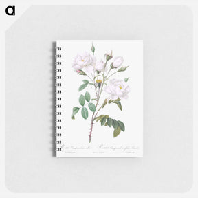 アートメモ帳-Rosa campanulata alba - ピエール ジョゼフ ルドゥーテ Memo.