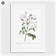1-50_Pierre-Joseph-Redoute_picture