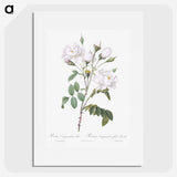 1-50_Pierre-Joseph-Redoute_picture