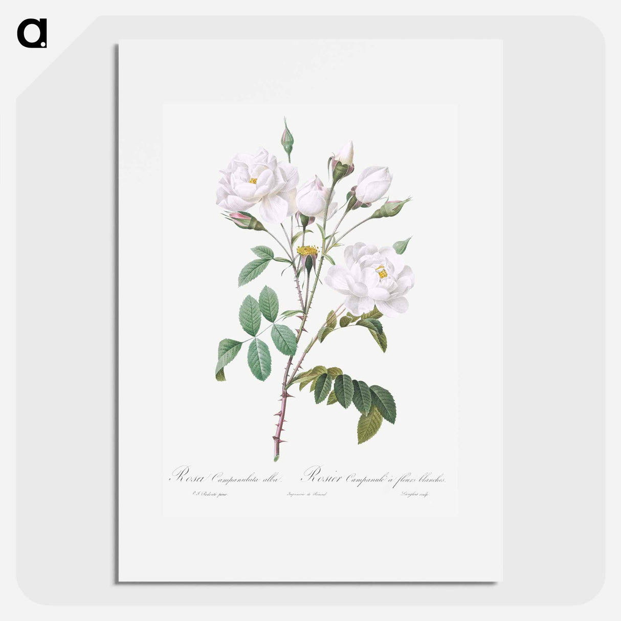 Rosa campanulata alba - Pierre Joseph Redouté Poster.
