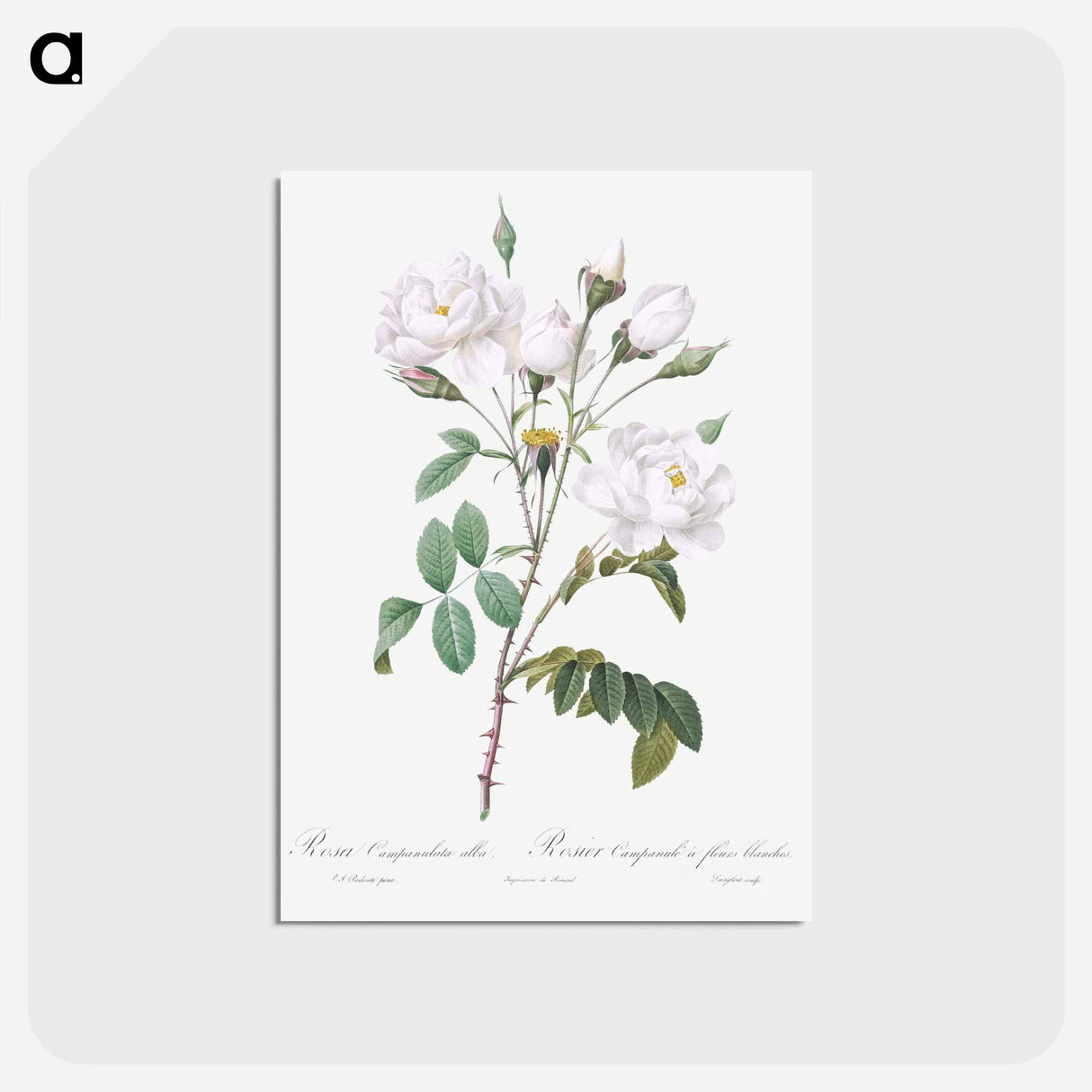 アートポストカード-Rosa campanulata alba - ピエール ジョゼフ ルドゥーテ Postcard.