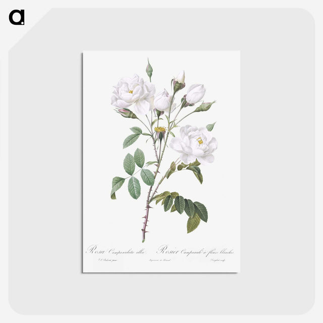 1-50_Pierre-Joseph-Redoute_postcard