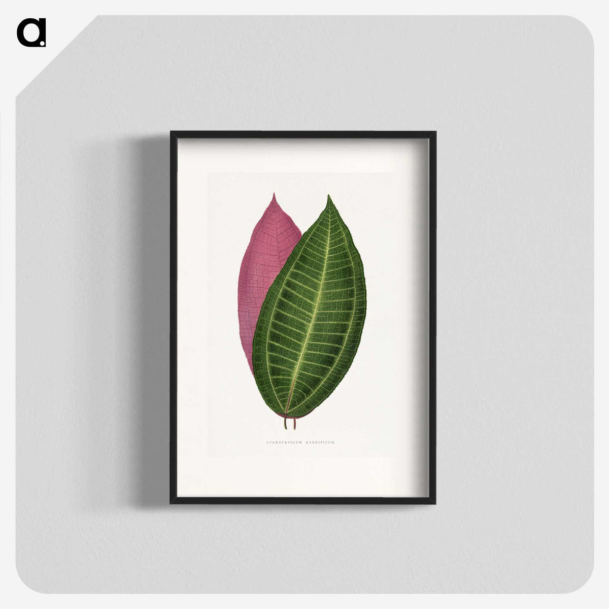 1-50_Plants-with-Colored-Foliage_blk