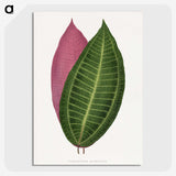 1-50_Plants-with-Colored-Foliage_picture-crop