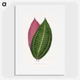 1-50_Plants-with-Colored-Foliage_picture