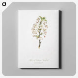 1-50_Pomona-Italiana_canvas