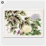 1-50_Seiyo-Soka-Zufu_picture-crop