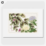 1-50_Seiyo-Soka-Zufu_picture