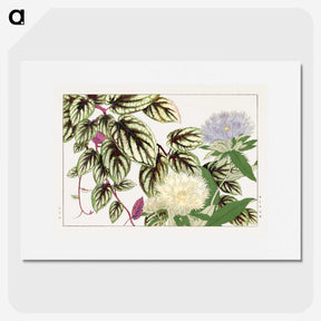 1-50_Seiyo-Soka-Zufu_picture
