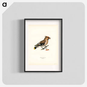 アートポスター-Bohemian Waxwing
 - スヴェンスカ フォグラル Poster.