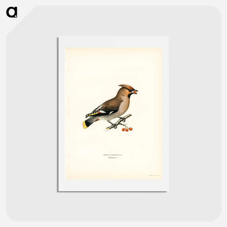 アートポストカード-Bohemian Waxwing
 - スヴェンスカ フォグラル Postcard.
