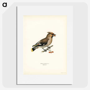 1-50_Svenska-Faglar_picture