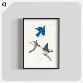 アートポスター-Blue-bird from Birds of America
 - アメリカの鳥たち Poster.
