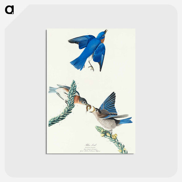 アートポストカード-Blue-bird from Birds of America
 - アメリカの鳥たち Postcard.