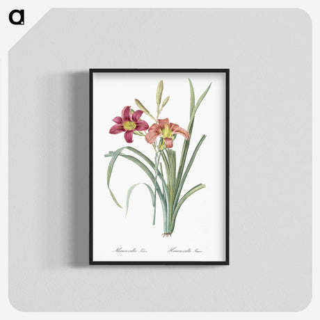 1-50_The-Lilies_blk-crop