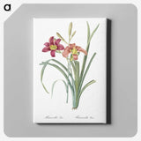 1-50_The-Lilies_canvas