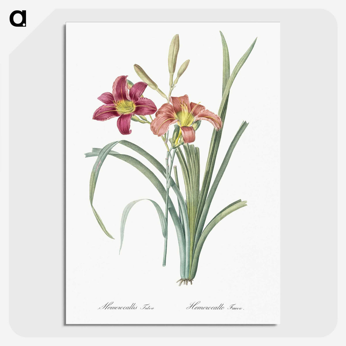 1-50_The-Lilies_picture-crop