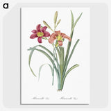 1-50_The-Lilies_picture-crop