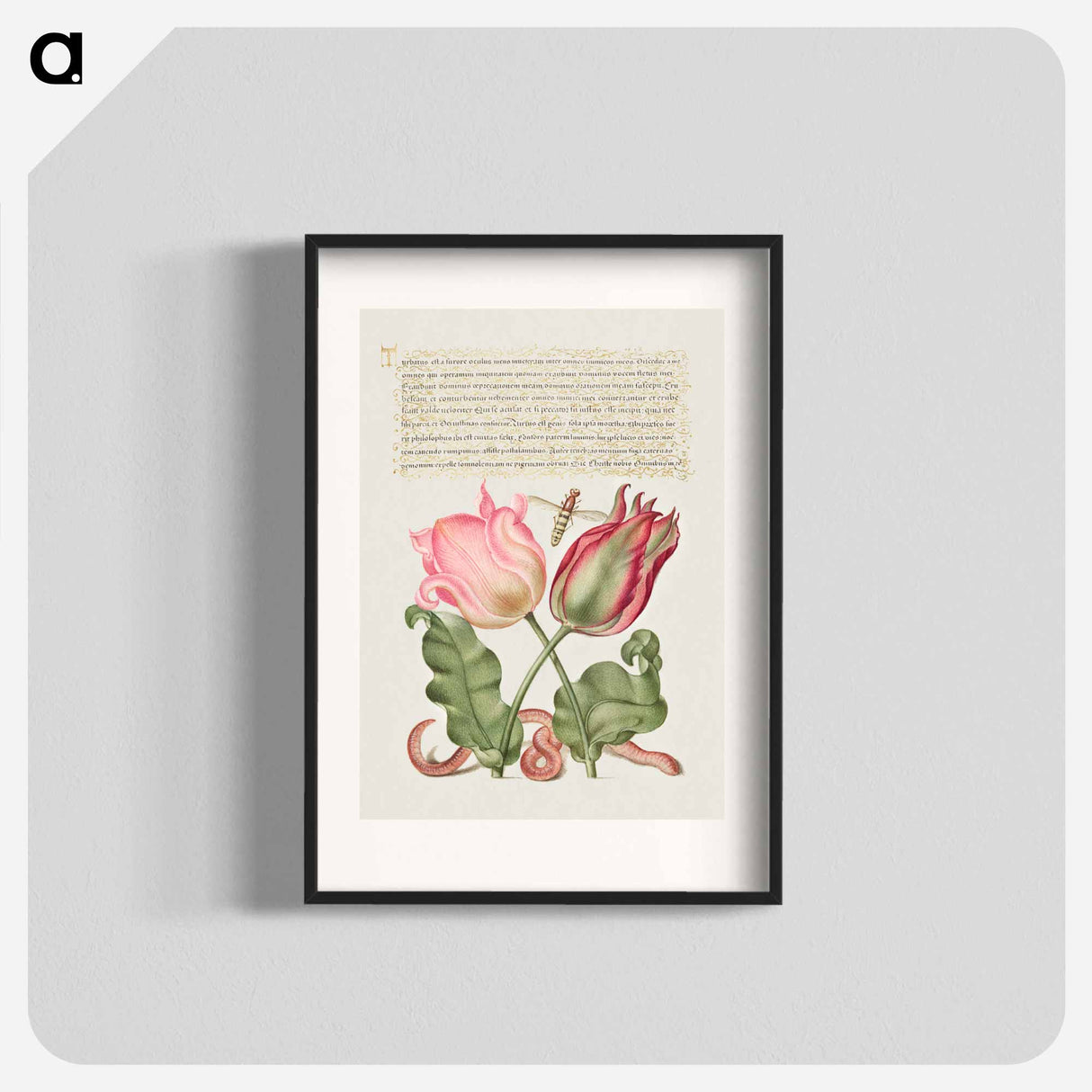 アートポスター-Tulips, Insect, and Worm from Mira Calligraphiae Monumenta
 - 書道のお手本 Poster.