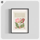 アートポスター-Tulips, Insect, and Worm from Mira Calligraphiae Monumenta
 - 書道のお手本 Poster.