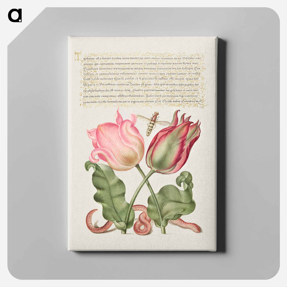 アートパネル-Tulips, Insect, and Worm from Mira Calligraphiae Monumenta
 - 書道のお手本 Canvas.