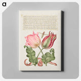 アートパネル-Tulips, Insect, and Worm from Mira Calligraphiae Monumenta
 - 書道のお手本 Canvas.