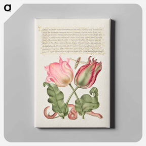 アートパネル-Tulips, Insect, and Worm from Mira Calligraphiae Monumenta
 - 書道のお手本 Canvas.
