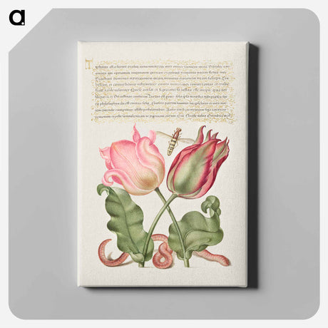 アートパネル-Tulips, Insect, and Worm from Mira Calligraphiae Monumenta
 - 書道のお手本 Canvas.
