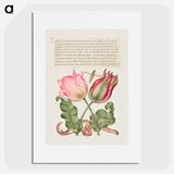 アートポスター-Tulips, Insect, and Worm from Mira Calligraphiae Monumenta
 - 書道のお手本 Poster.
