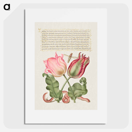 アートポスター-Tulips, Insect, and Worm from Mira Calligraphiae Monumenta
 - 書道のお手本 Poster.
