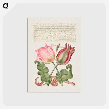 アートポストカード-Tulips, Insect, and Worm from Mira Calligraphiae Monumenta
 - 書道のお手本 Postcard.