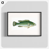 1-50_The-Natural-History-of-British-Fishes_blk