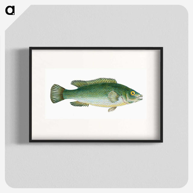 1-50_The-Natural-History-of-British-Fishes_blk